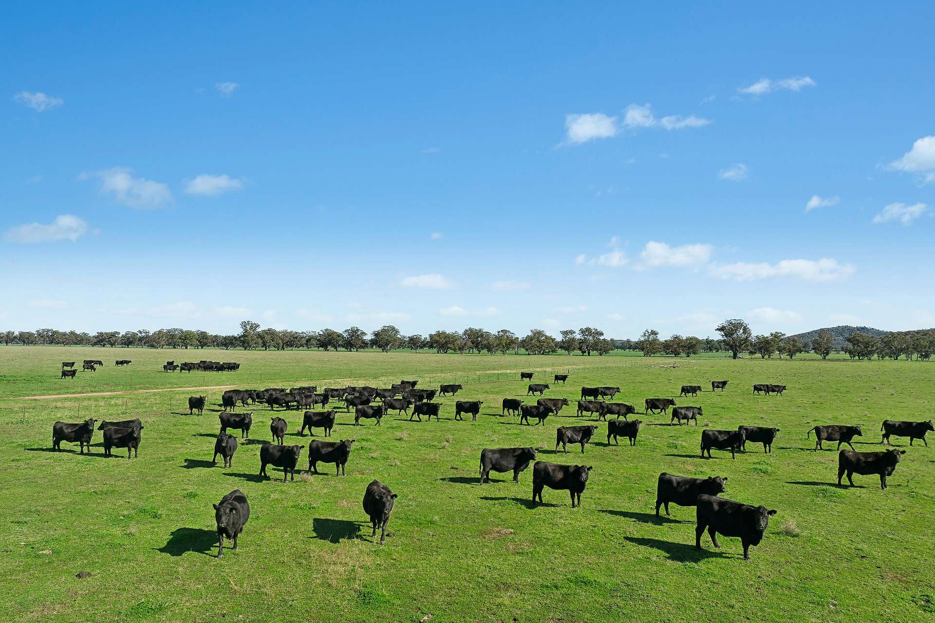 3130 Adelargo Road, Grenfell For Sale by Farmbuy.com - image 8