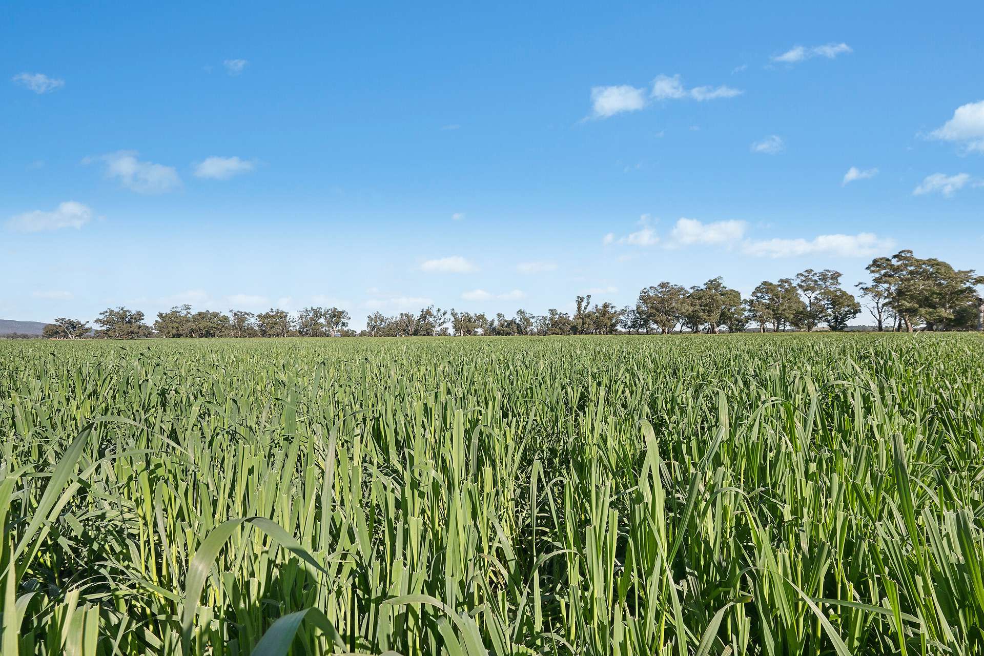3130 Adelargo Road, Grenfell For Sale by Farmbuy.com - image 10