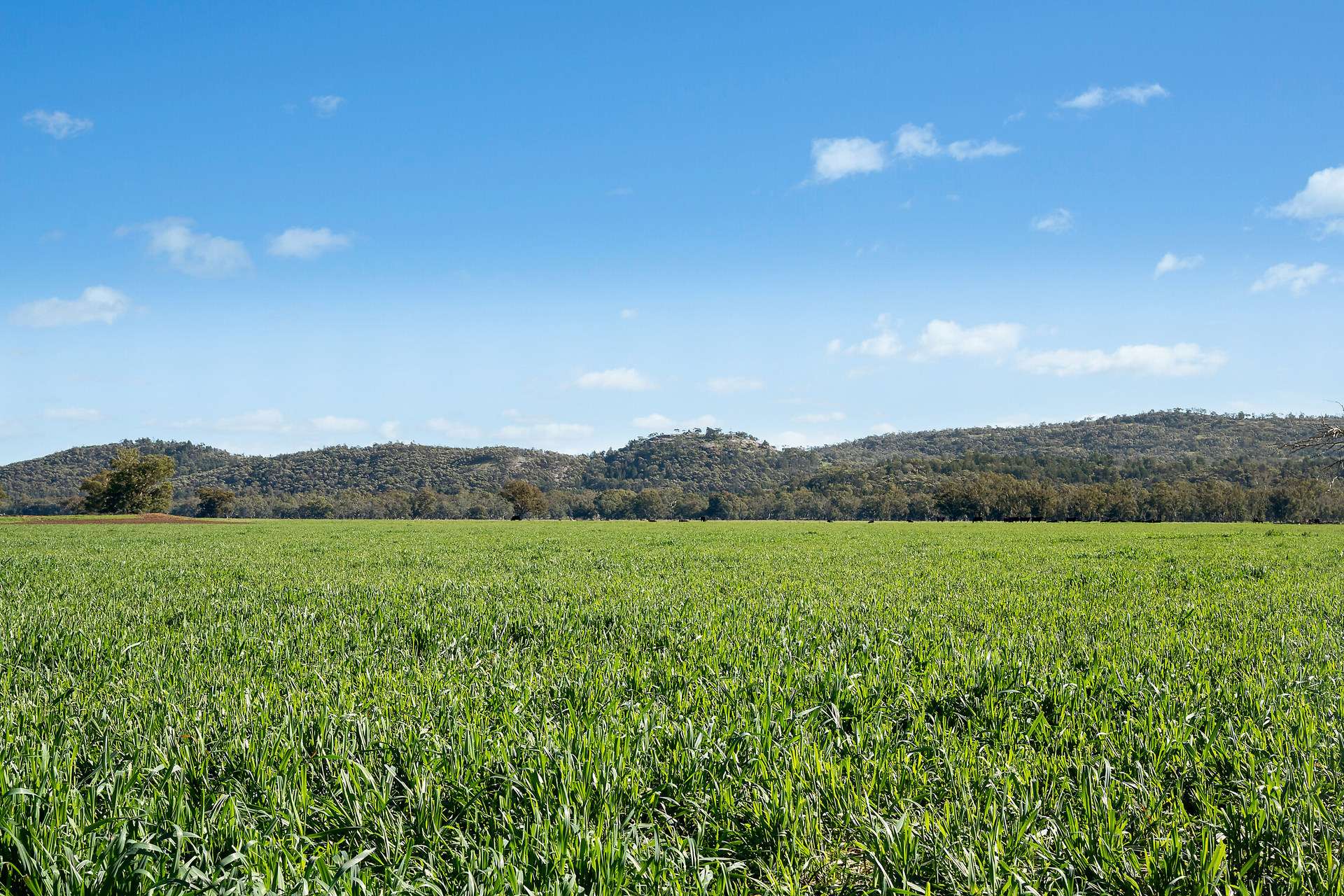 3130 Adelargo Road, Grenfell For Sale by Farmbuy.com - image 15