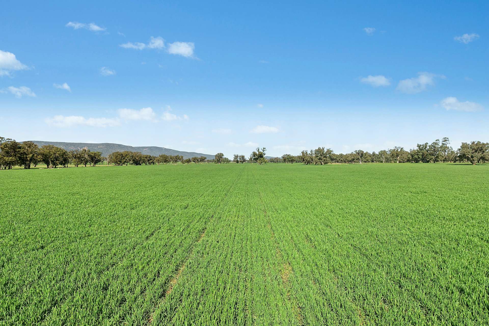 3130 Adelargo Road, Grenfell For Sale by Farmbuy.com - image 11