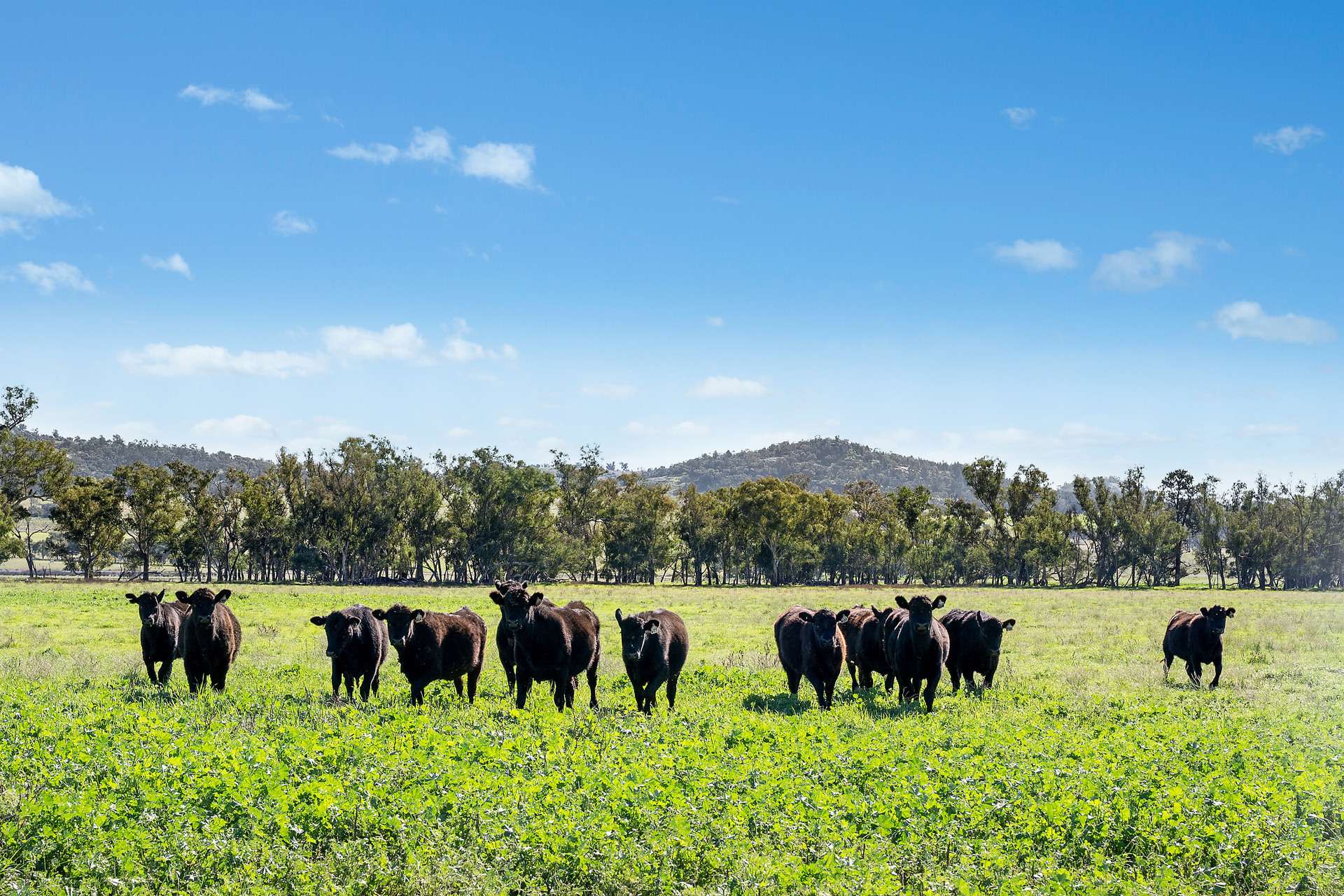 3130 Adelargo Road, Grenfell For Sale by Farmbuy.com - image 12
