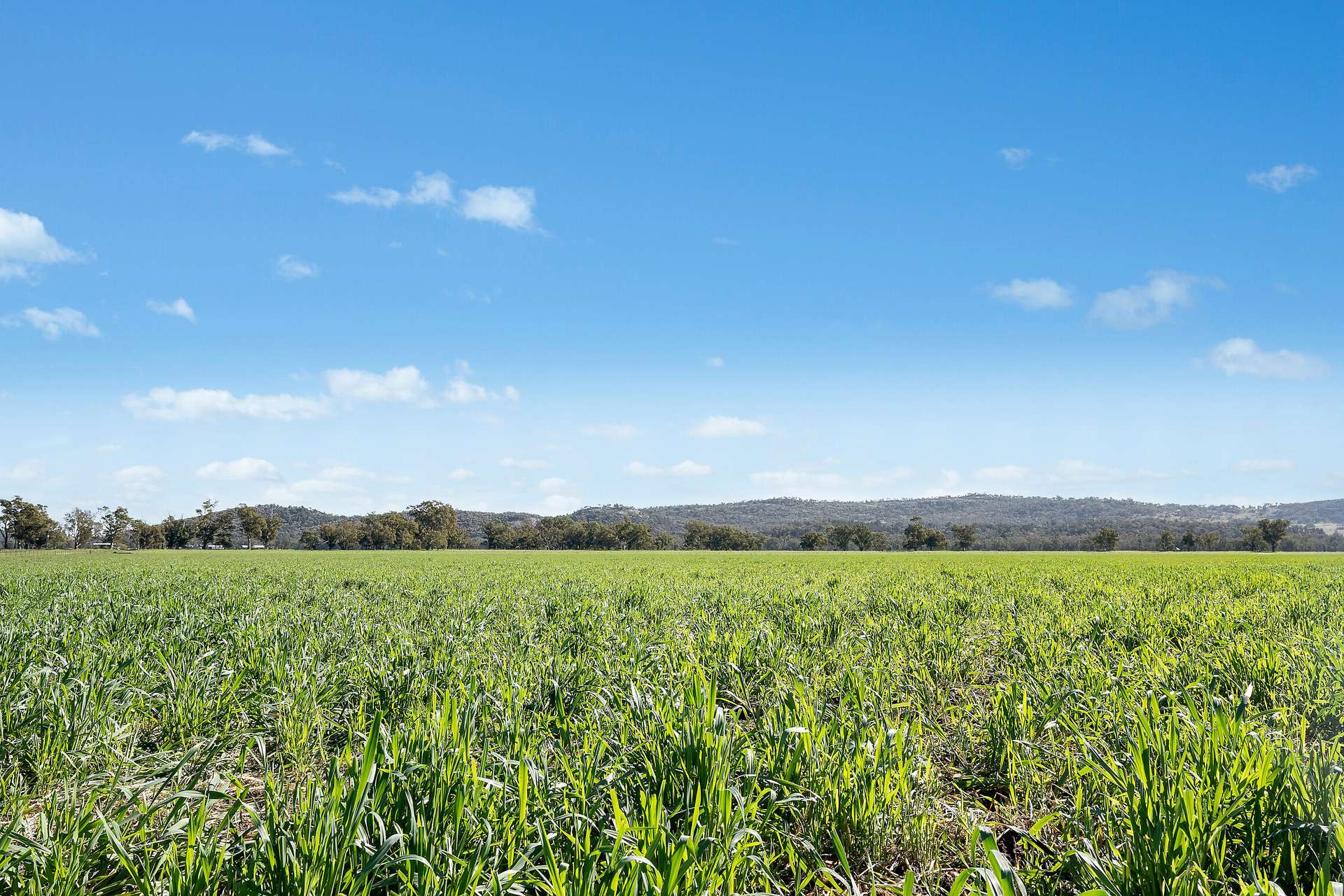 3130 Adelargo Road, Grenfell For Sale by Farmbuy.com - image 16