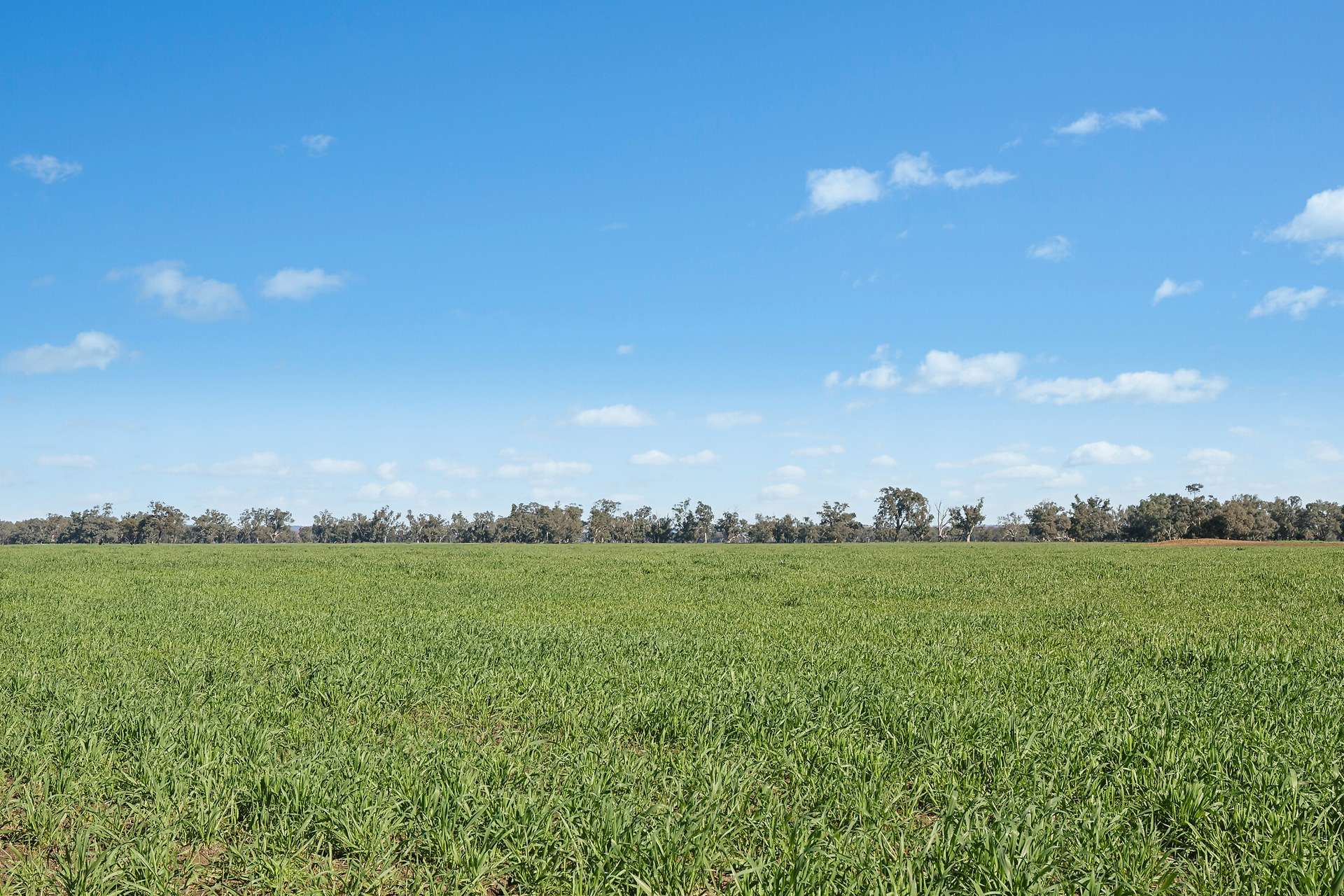 3130 Adelargo Road, Grenfell For Sale by Farmbuy.com - image 17