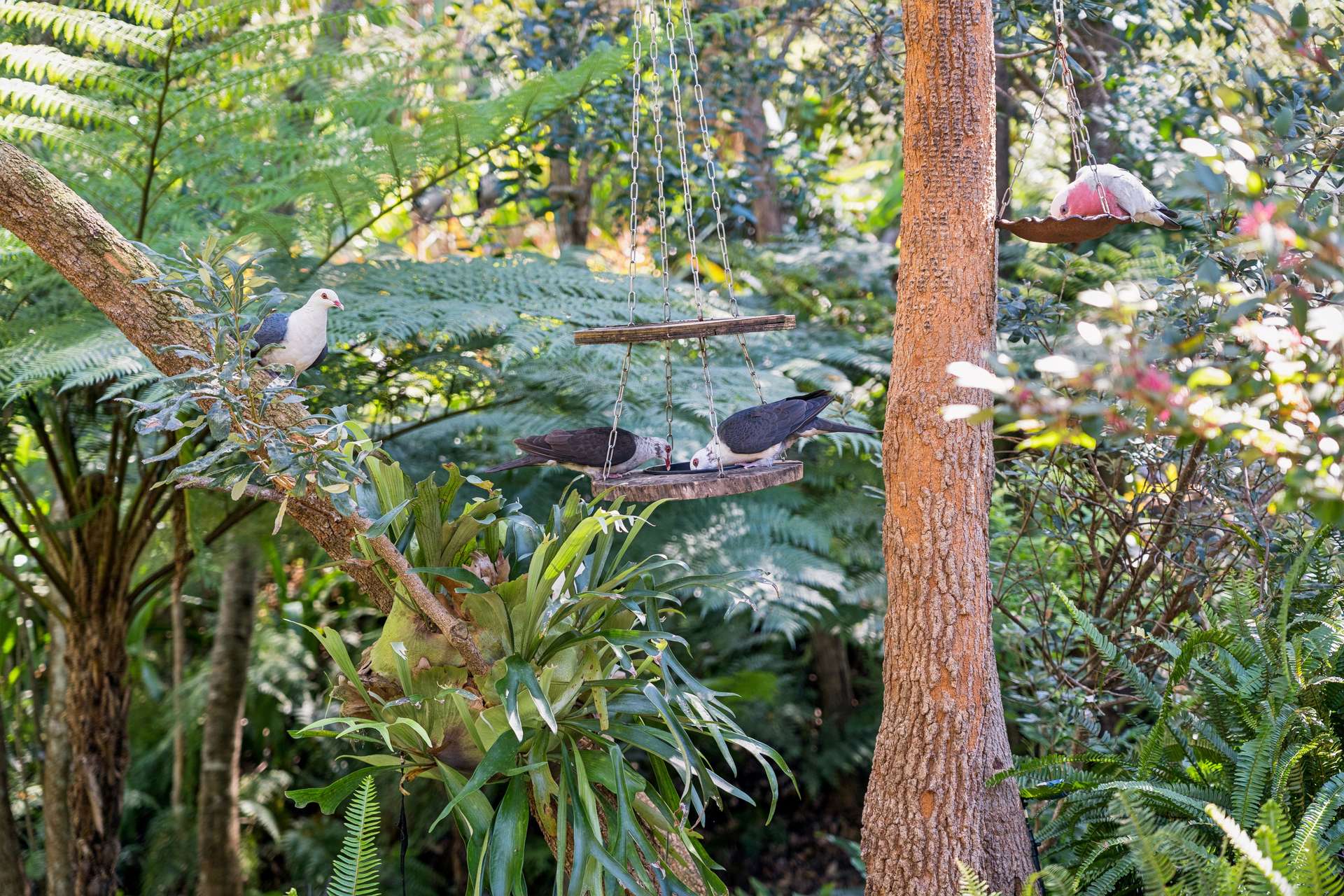38 Seib Road, Eumundi For Sale by Farmbuy.com - image 27