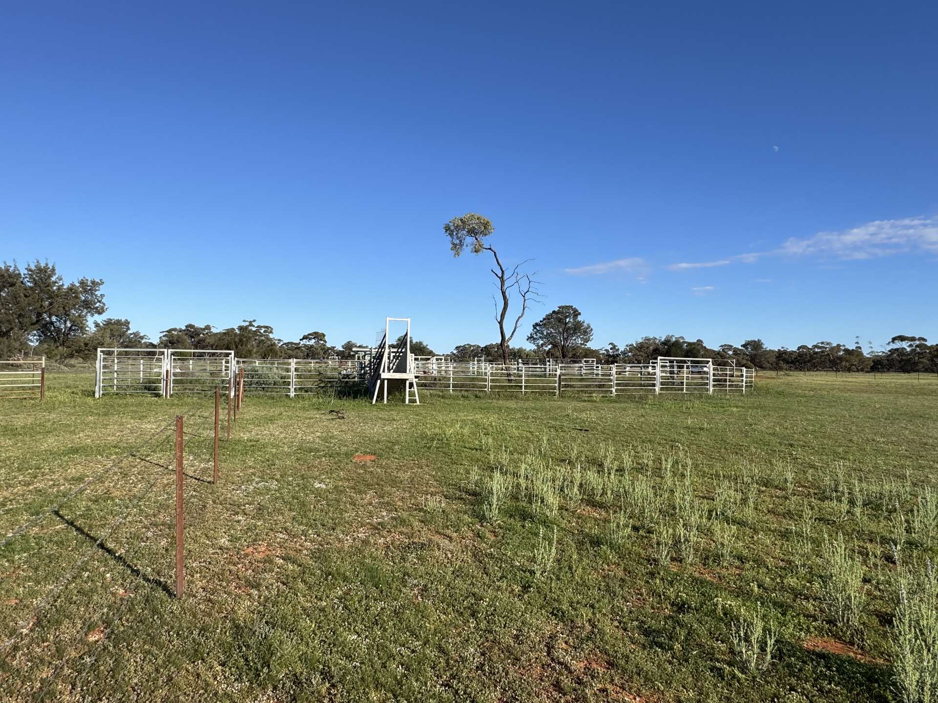 16468 Cobar Road, Ivanhoe For Sale by Farmbuy.com - image 5