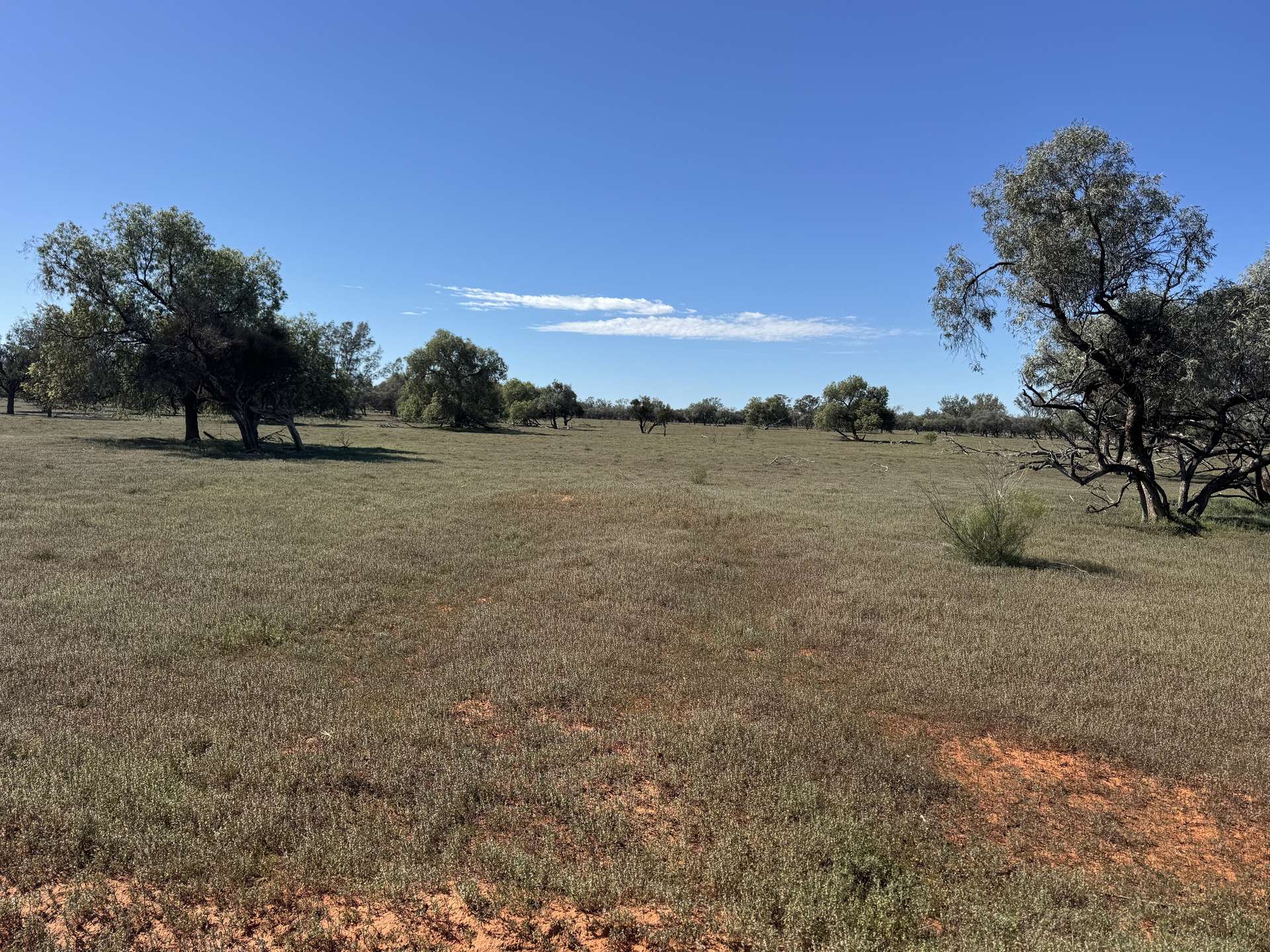 16468 Cobar Road, Ivanhoe For Sale by Farmbuy.com - image 8