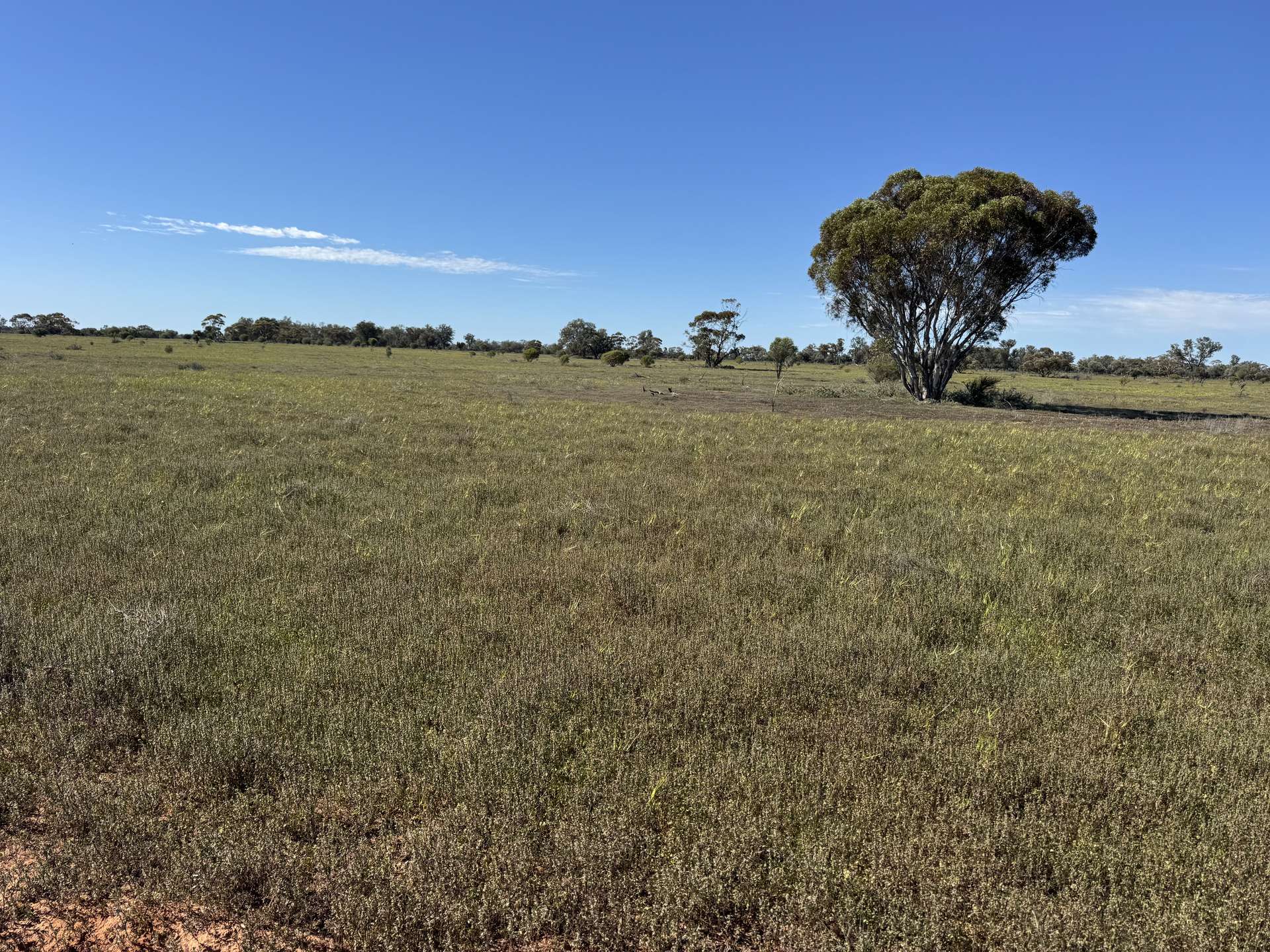 16468 Cobar Road, Ivanhoe For Sale by Farmbuy.com - image 9