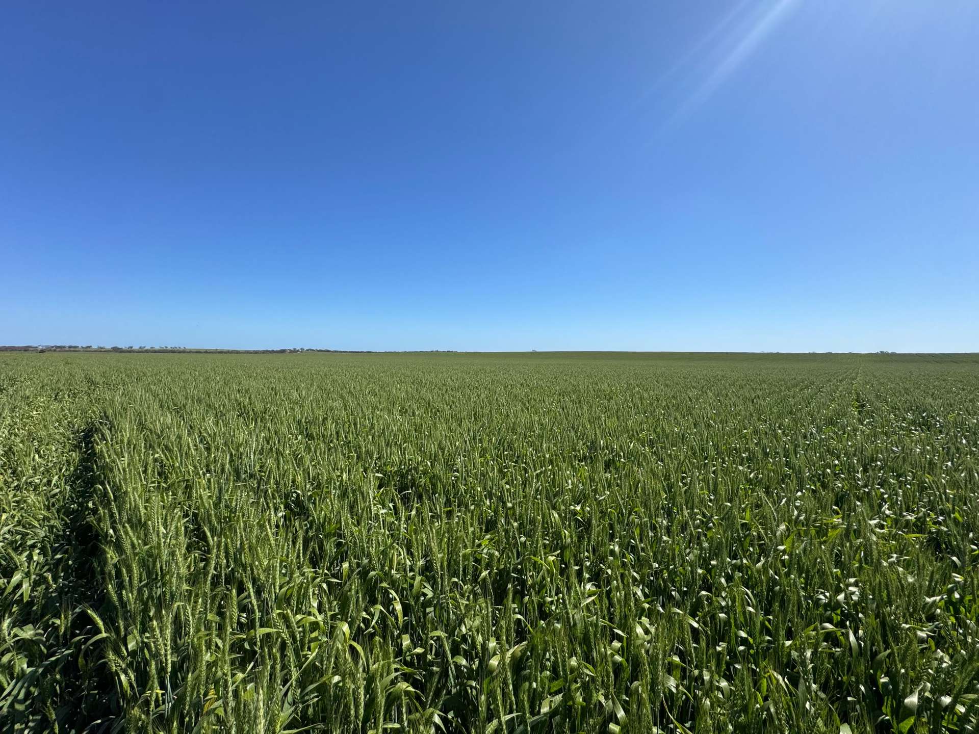 00 Chillingollah Road, Polisbet For Sale by Farmbuy.com - image 2
