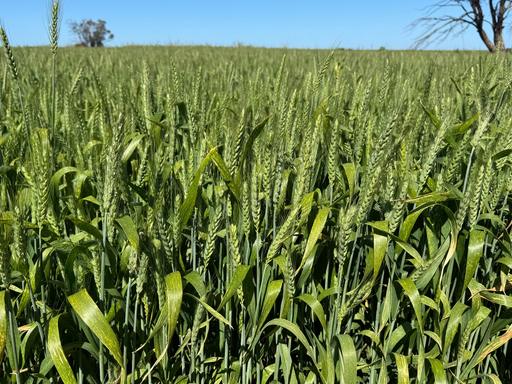 00 Chillingollah Road, Polisbet VIC 3585