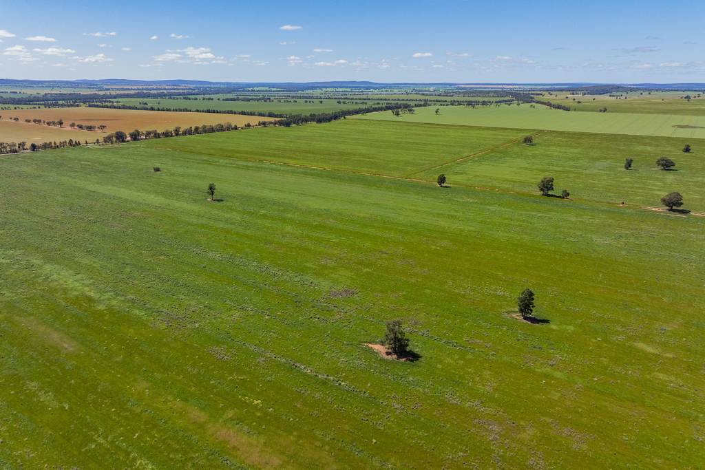 584 Willows Road, Ardlethan NSW 2665
