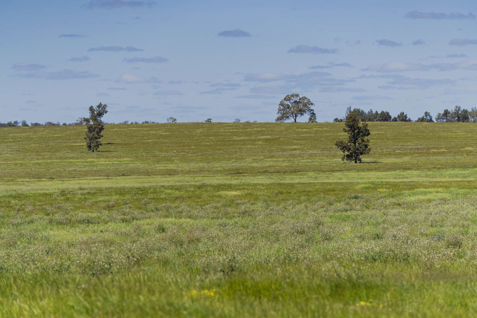 584 Willows Road, Ardlethan For Sale by Farmbuy.com - image 8