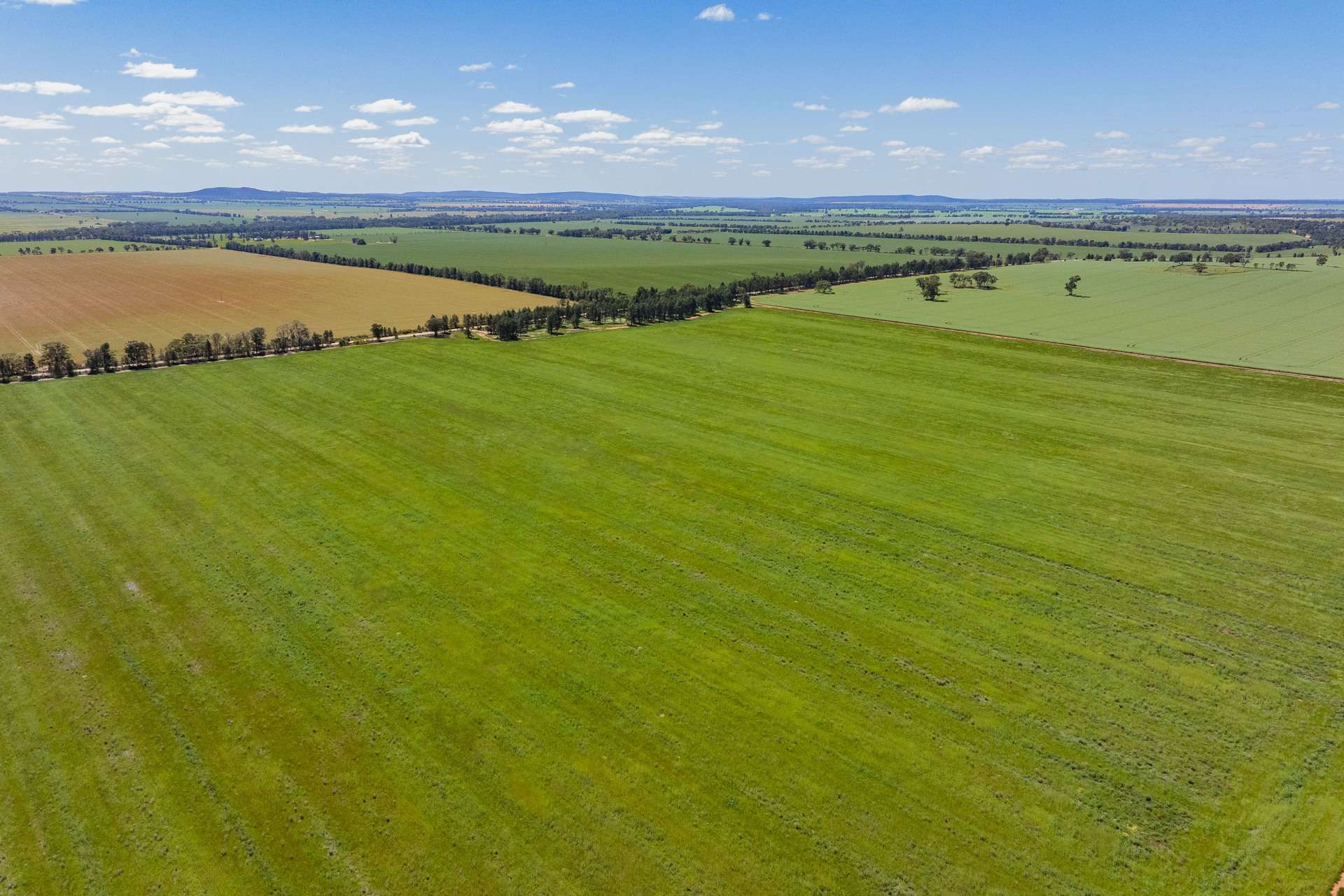 584 Willows Road, Ardlethan For Sale by Farmbuy.com - image 6