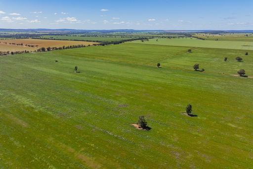 Farm For Sale - NSW - Ardlethan - 2665 - Productive Riverina Aggregation 
