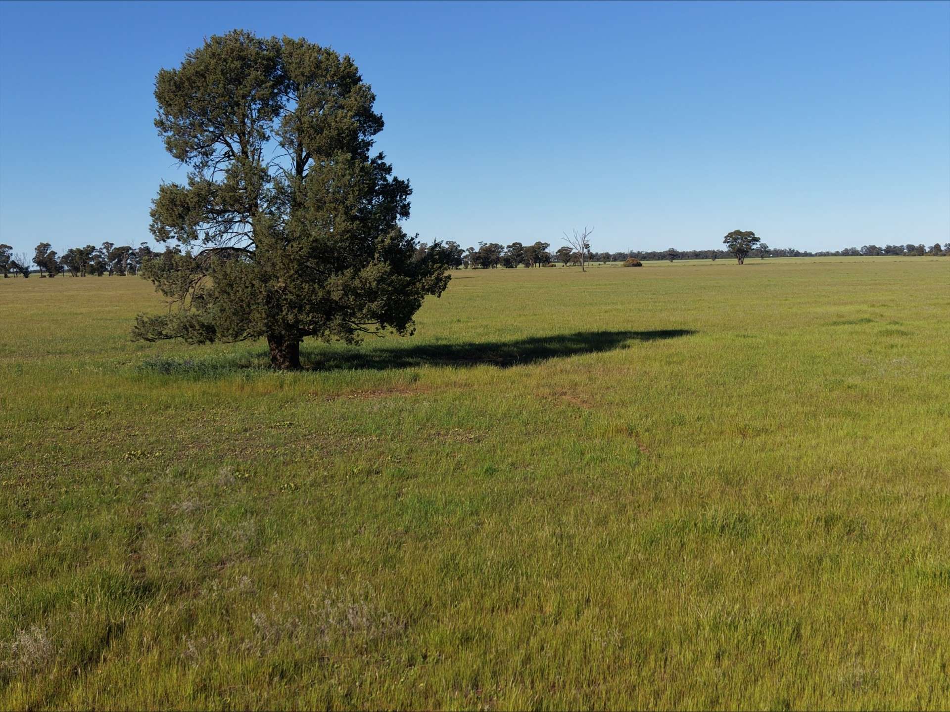 90 COLLINS LANE, West Wyalong For Sale by Farmbuy.com - image 4