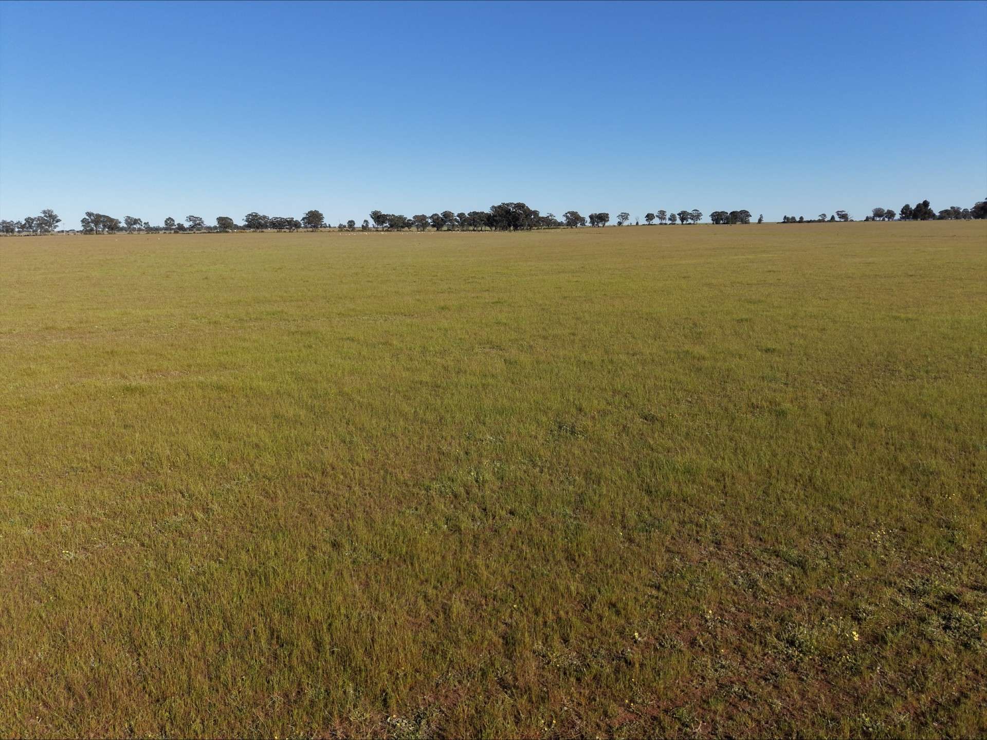 90 COLLINS LANE, West Wyalong For Sale by Farmbuy.com - image 3