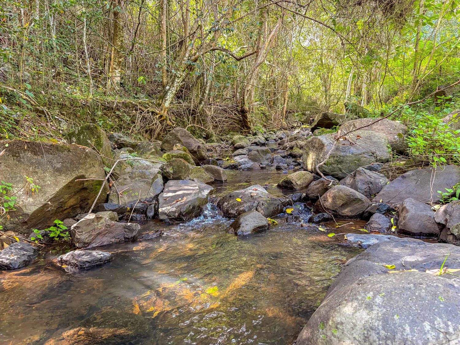 218 Bishops Creek Road, Coffee Camp For Sale by Farmbuy.com - image 19