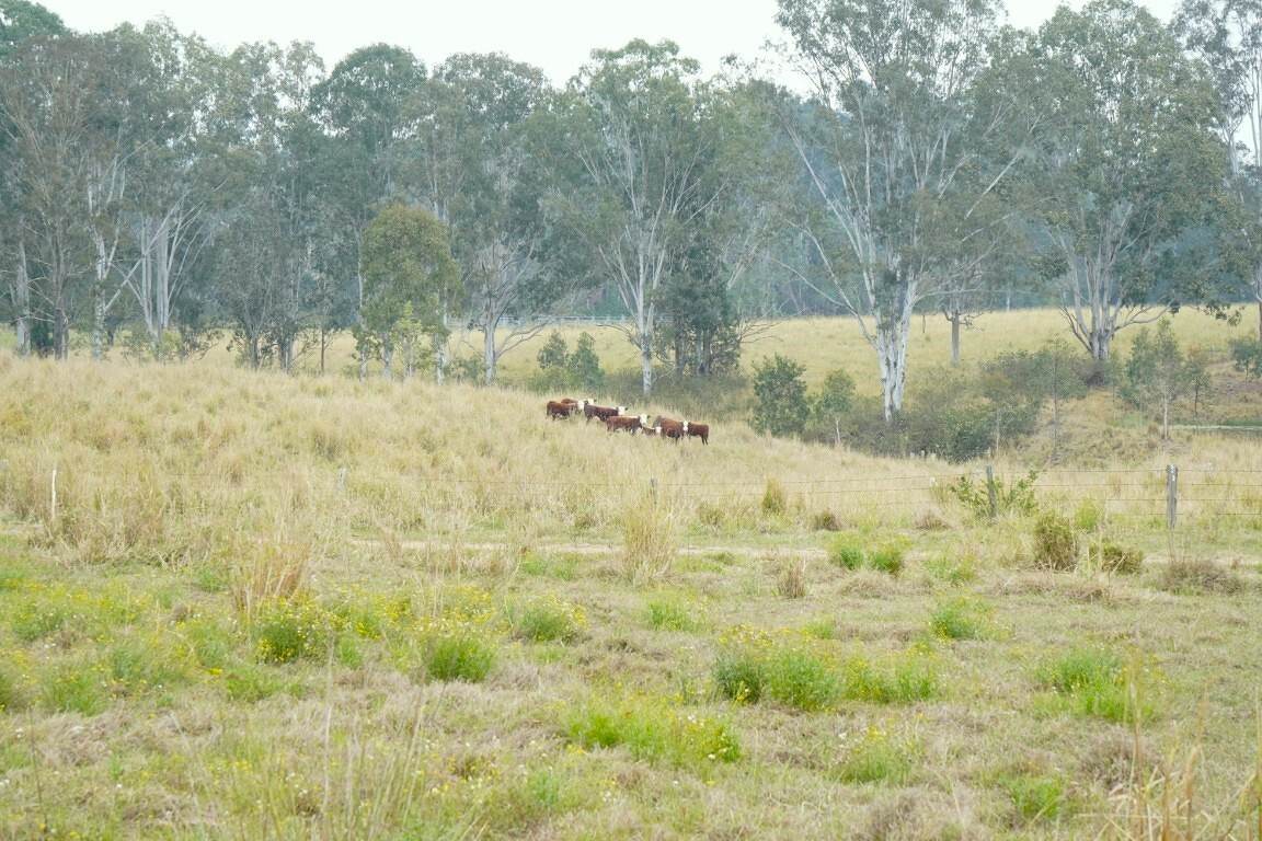 70 Bairds Road, Bonalbo For Sale by Farmbuy.com - image 21