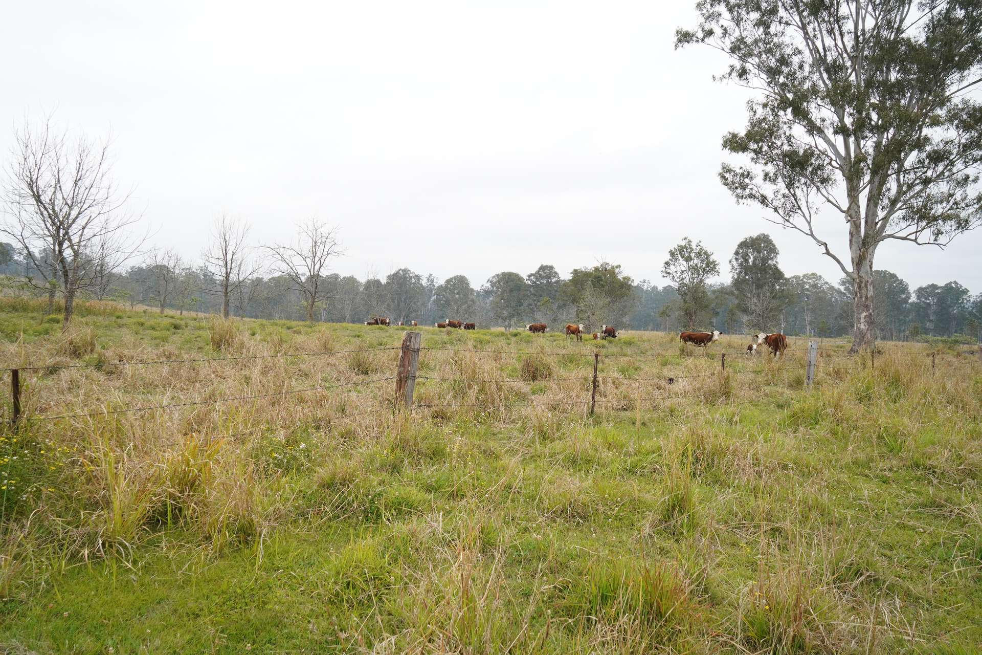 70 Bairds Road, Bonalbo For Sale by Farmbuy.com - image 2