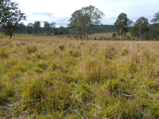 Farm For Sale - NSW - Bonalbo - 2469 - Premium Rural Holding with Scale, Water and Potential 