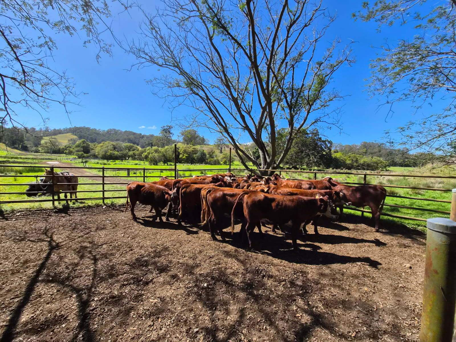 403 Wyndham Road, Kyogle For Sale by Farmbuy.com - image 16