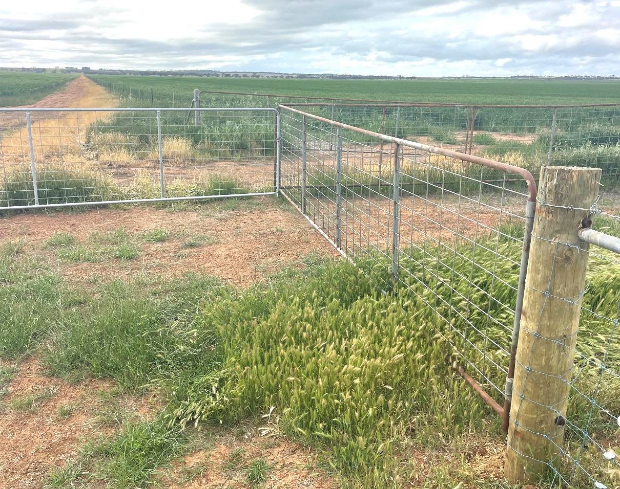 240 Corrigin-Narembeen Road, Corrigin For Sale by Farmbuy.com - image 28