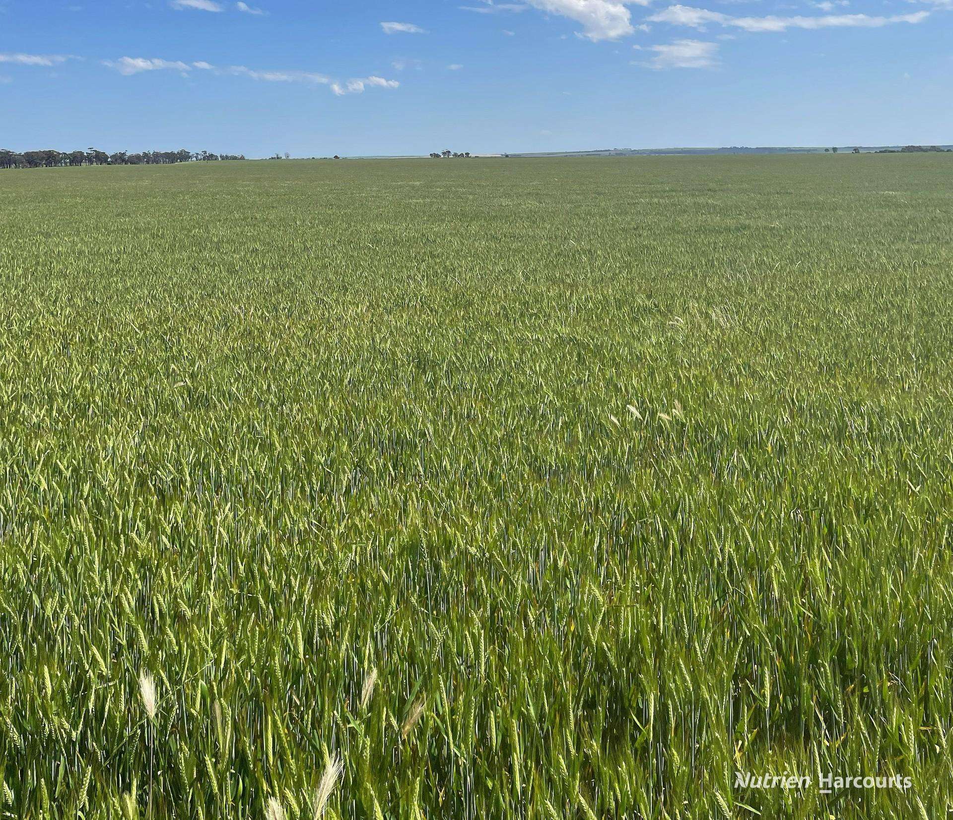 240 Corrigin-Narembeen Road, Corrigin For Sale by Farmbuy.com - image 16