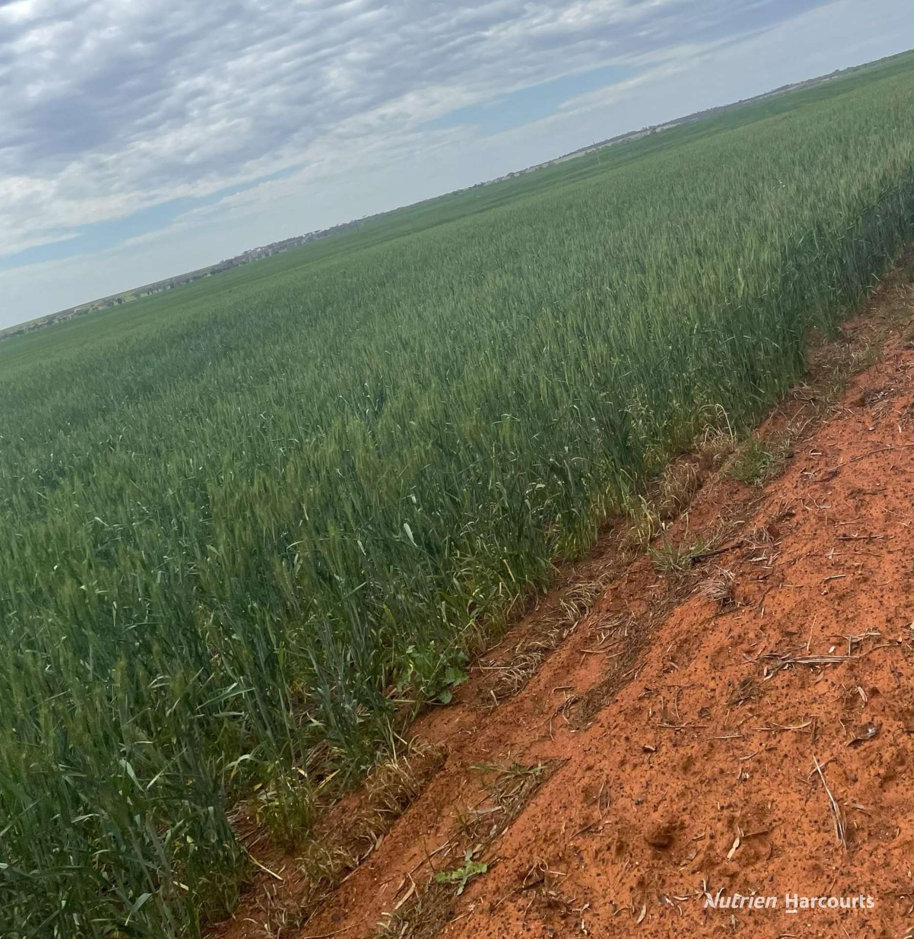 240 Corrigin-Narembeen Road, Corrigin For Sale by Farmbuy.com - image 7