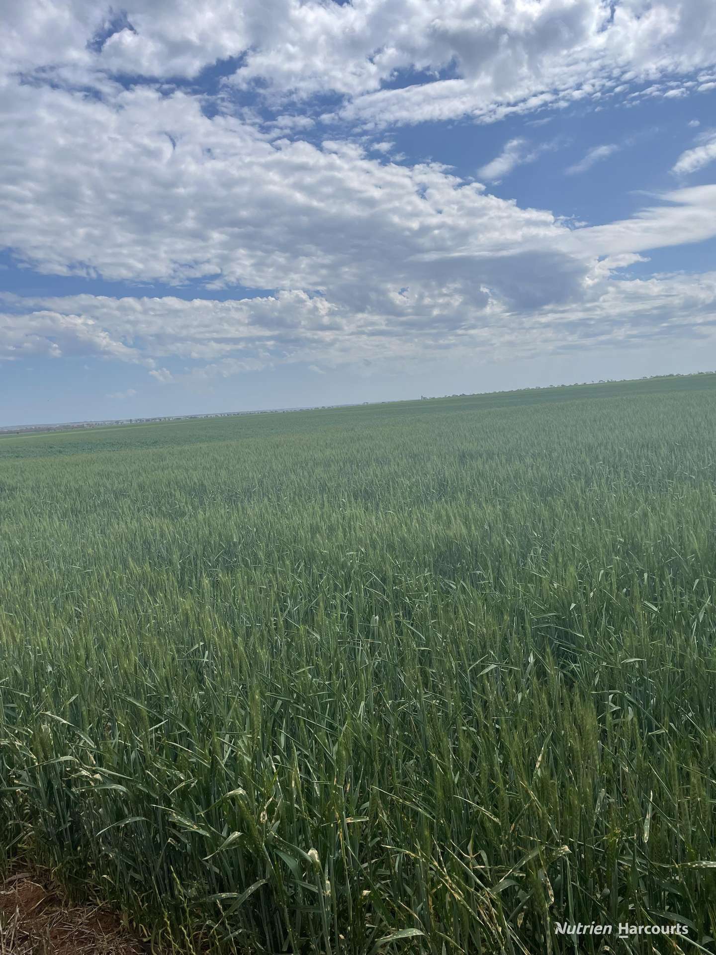 240 Corrigin-Narembeen Road, Corrigin For Sale by Farmbuy.com - image 17