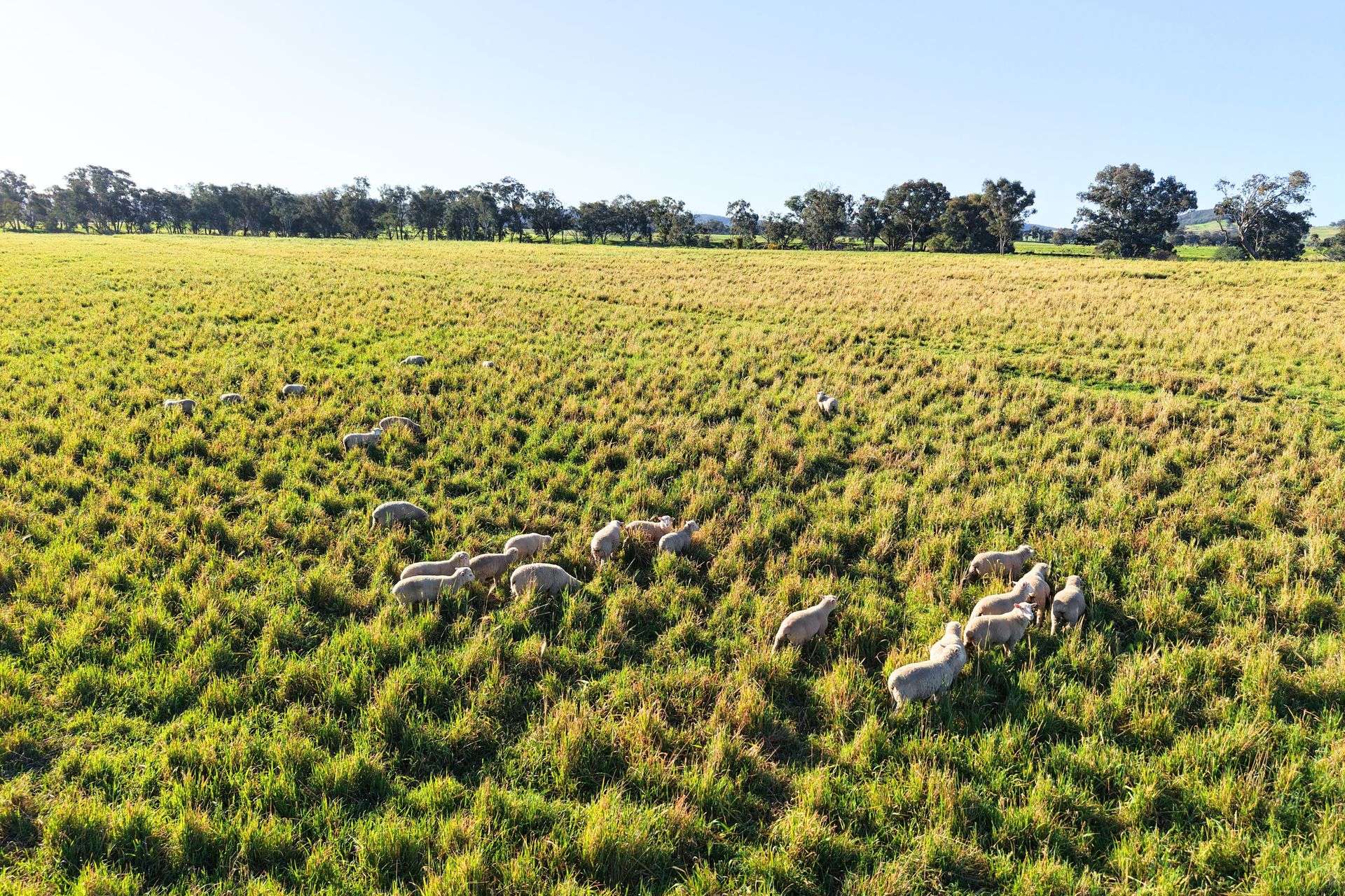 828 Sheep Station Road, Cowra For Sale by Farmbuy.com - image 4