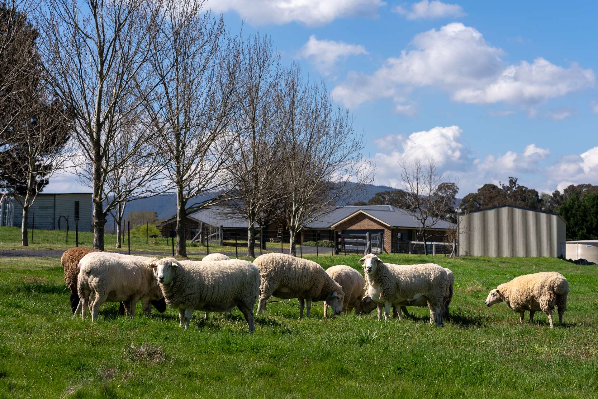 2885 Tarana Road, Tarana Auction by Farmbuy.com - image 28