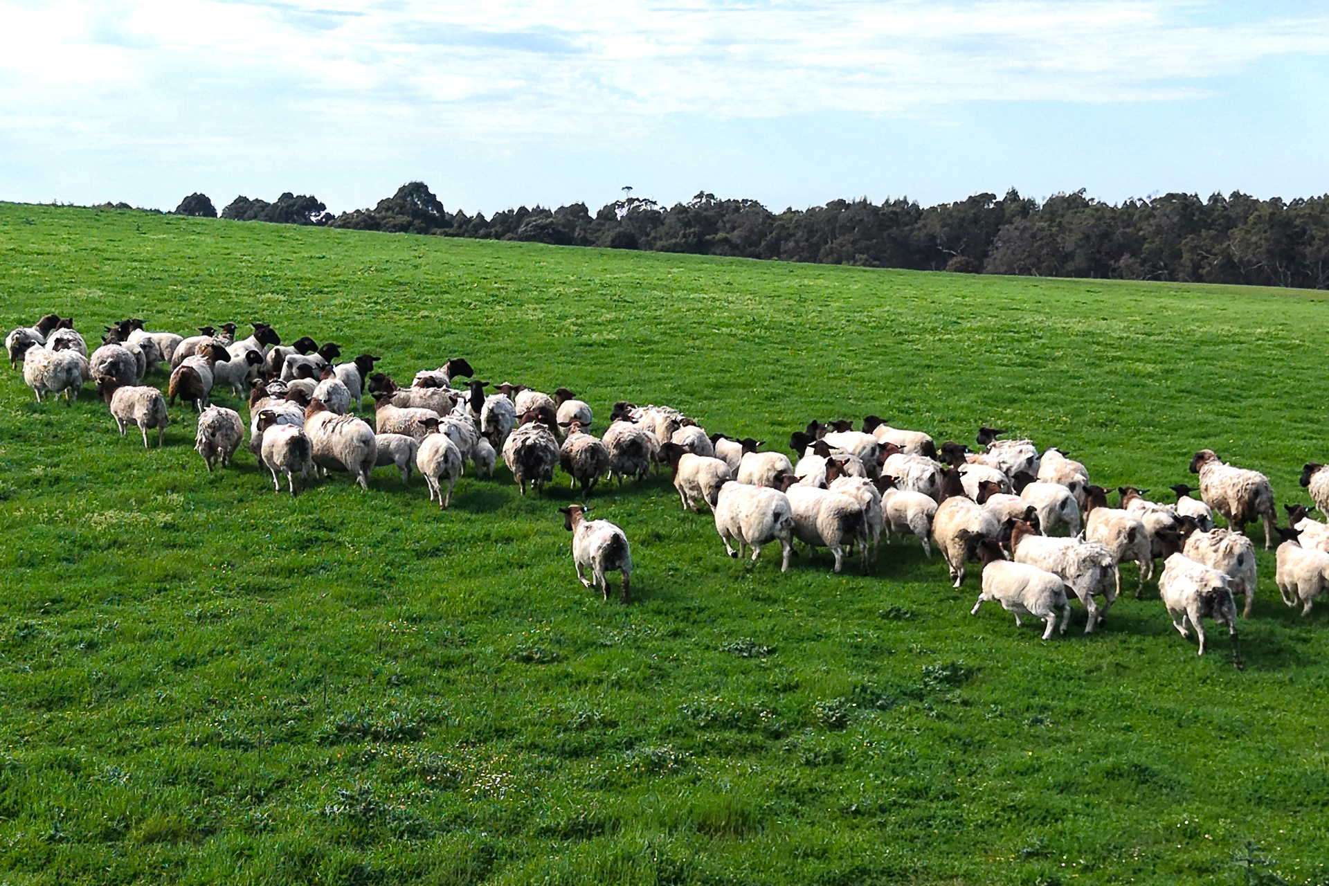81 O'Neill Road, Mount Barker For Sale by Farmbuy.com - image 22
