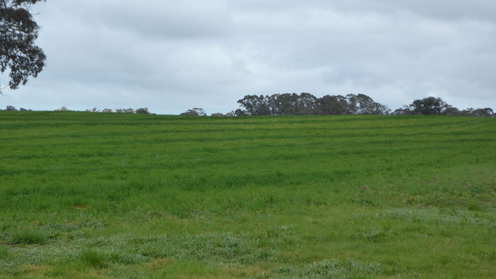 Lot 83 & 89 Walkington HIlls Road, Cadgee For Sale by Farmbuy.com - image 28