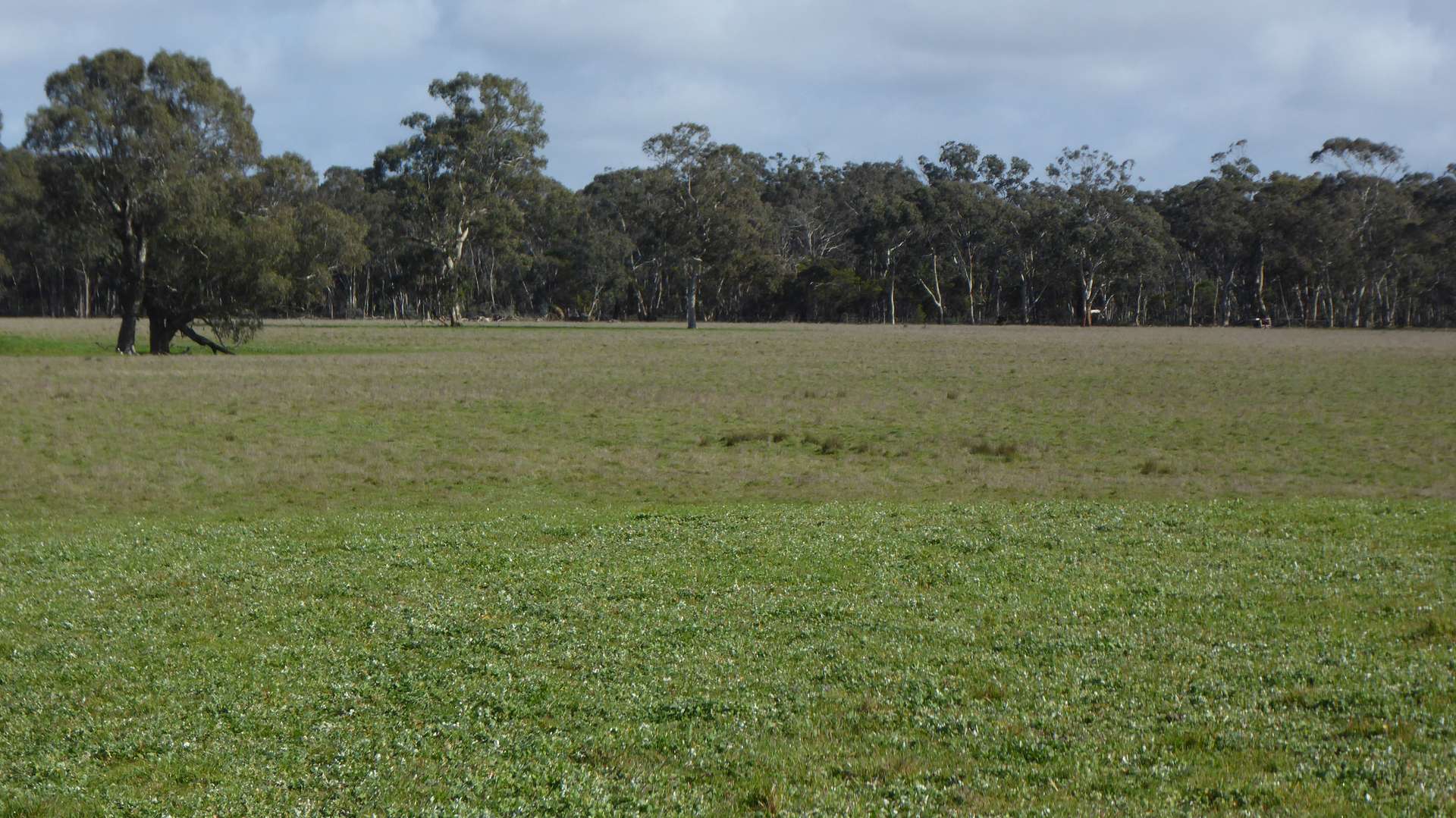 Lot 83 & 89 Walkington HIlls Road, Cadgee For Sale by Farmbuy.com - image 25