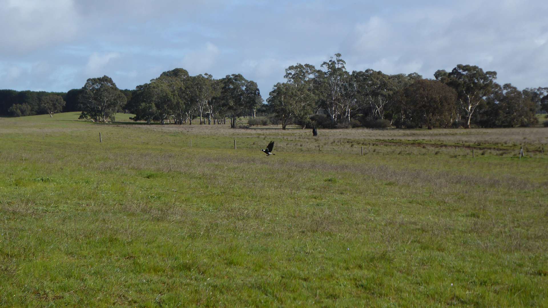 Lot 83 & 89 Walkington HIlls Road, Cadgee For Sale by Farmbuy.com - image 6
