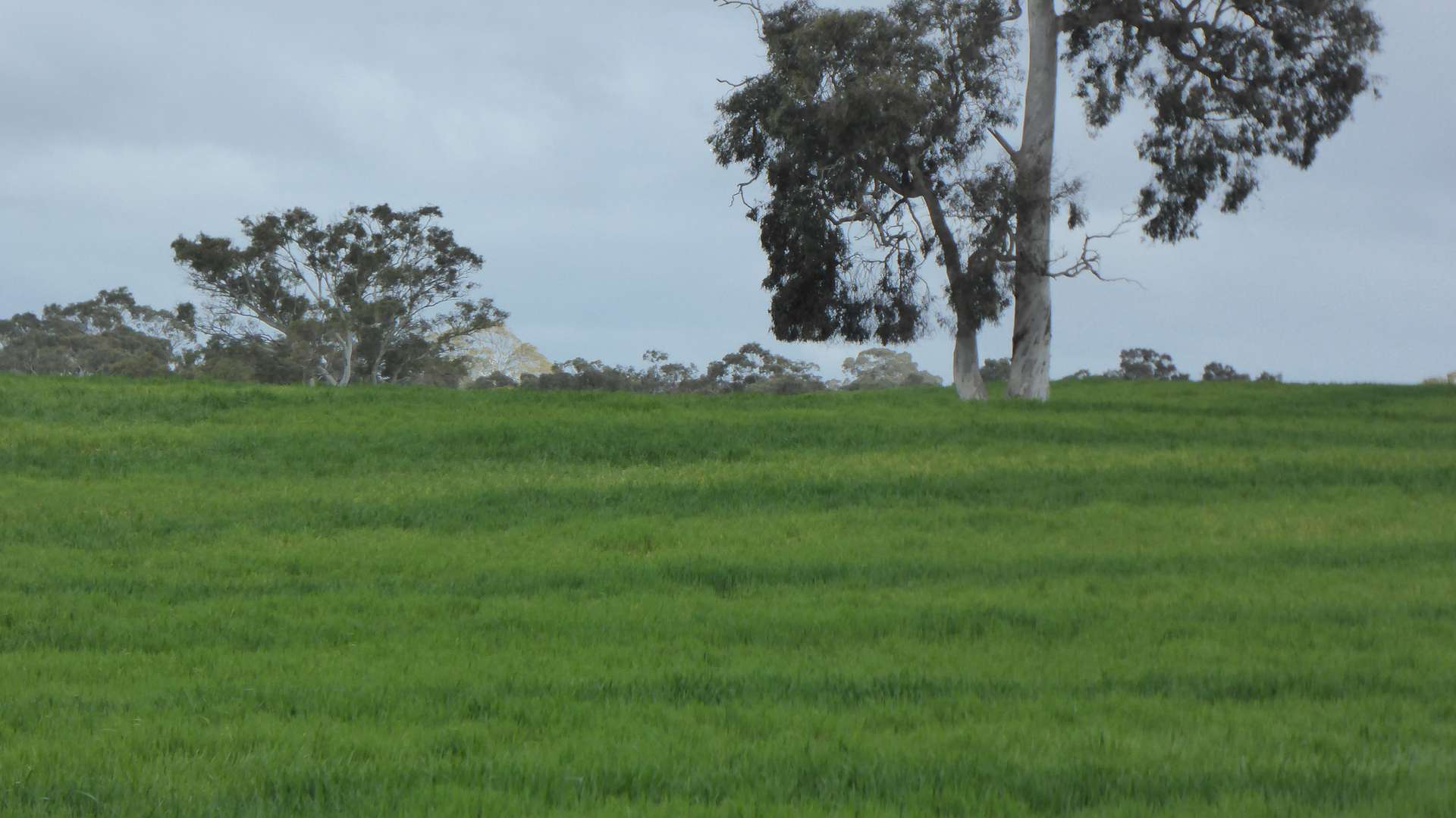 Lot 83 & 89 Walkington HIlls Road, Cadgee For Sale by Farmbuy.com - image 29