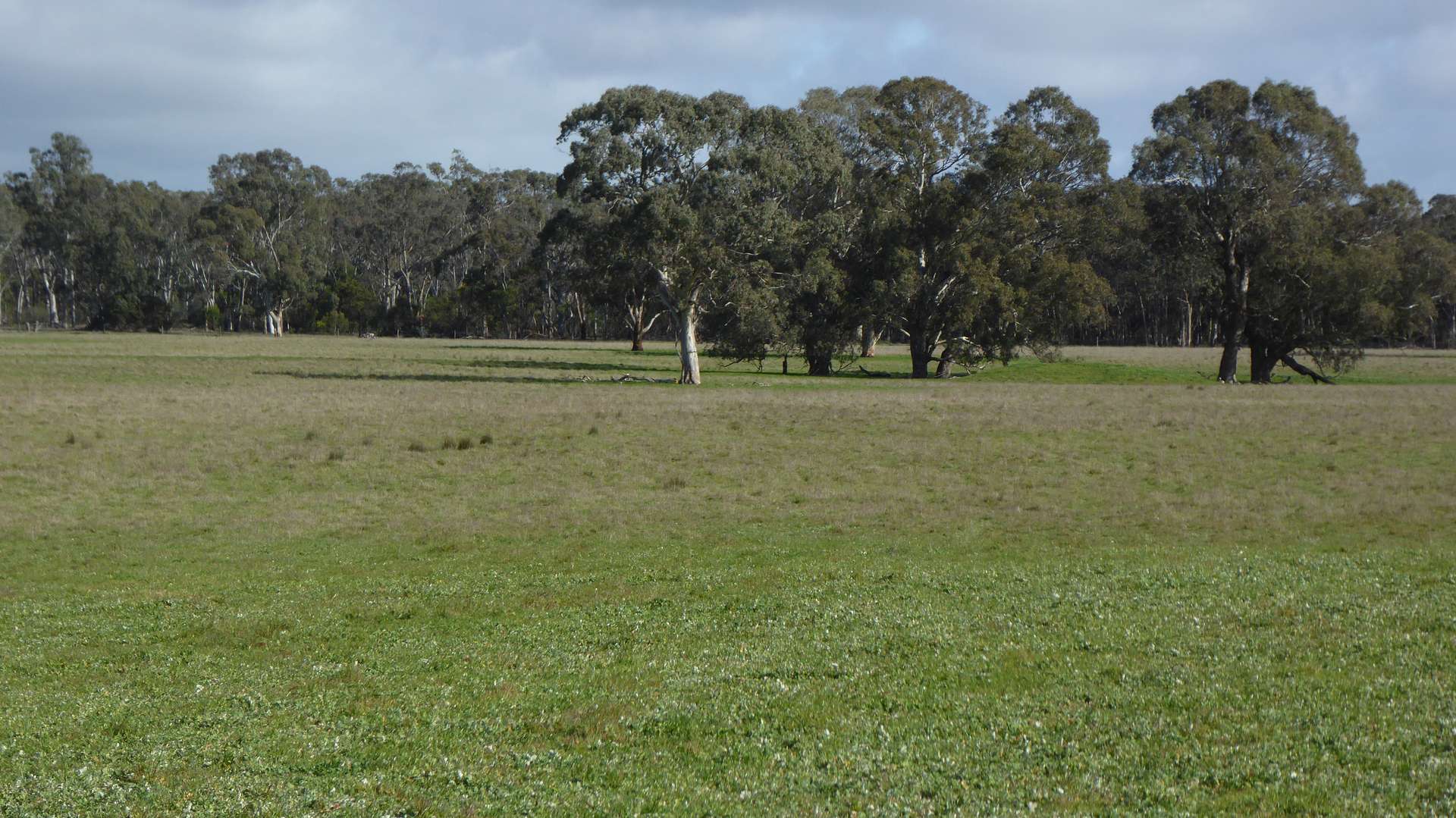 Lot 83 & 89 Walkington HIlls Road, Cadgee For Sale by Farmbuy.com - image 24