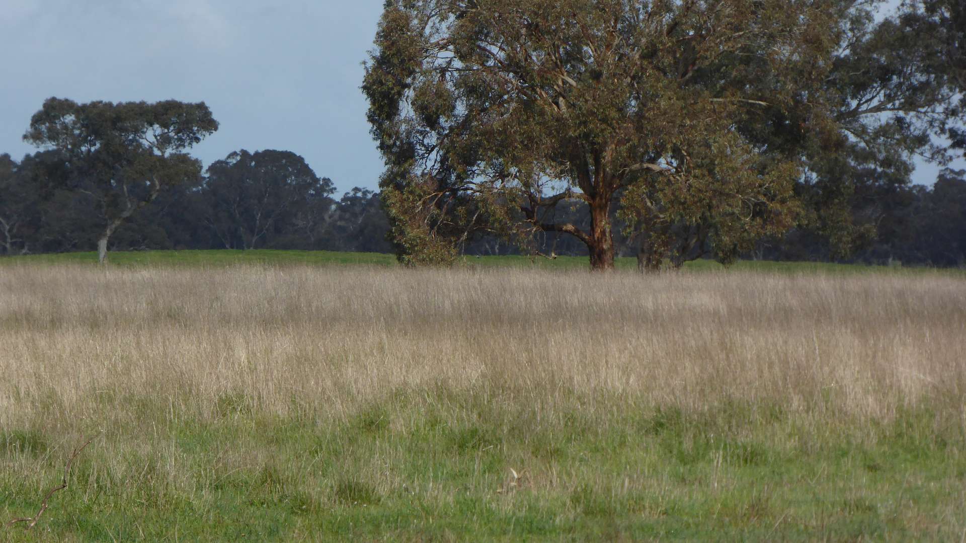 Lot 83 & 89 Walkington HIlls Road, Cadgee For Sale by Farmbuy.com - image 15