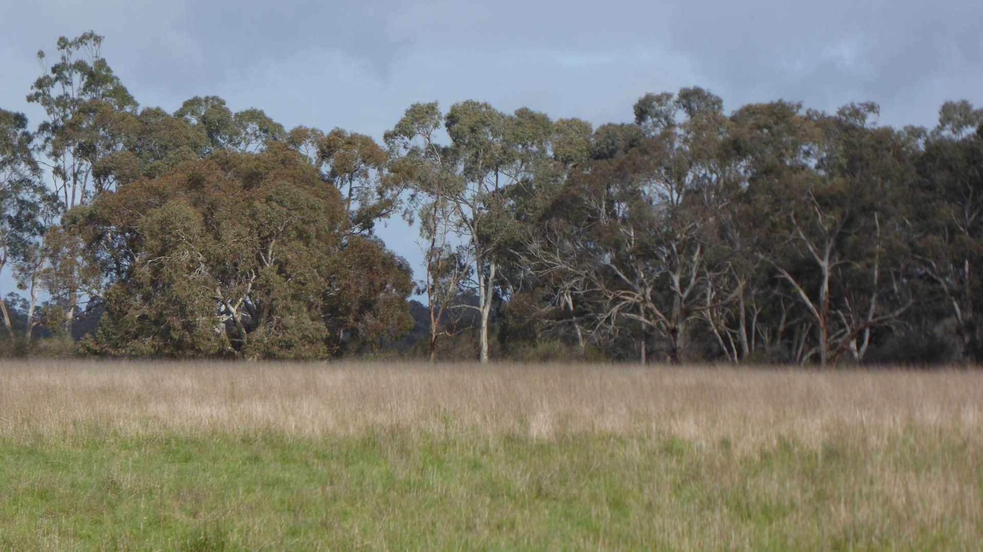 Lot 83 & 89 Walkington HIlls Road, Cadgee For Sale by Farmbuy.com - image 10