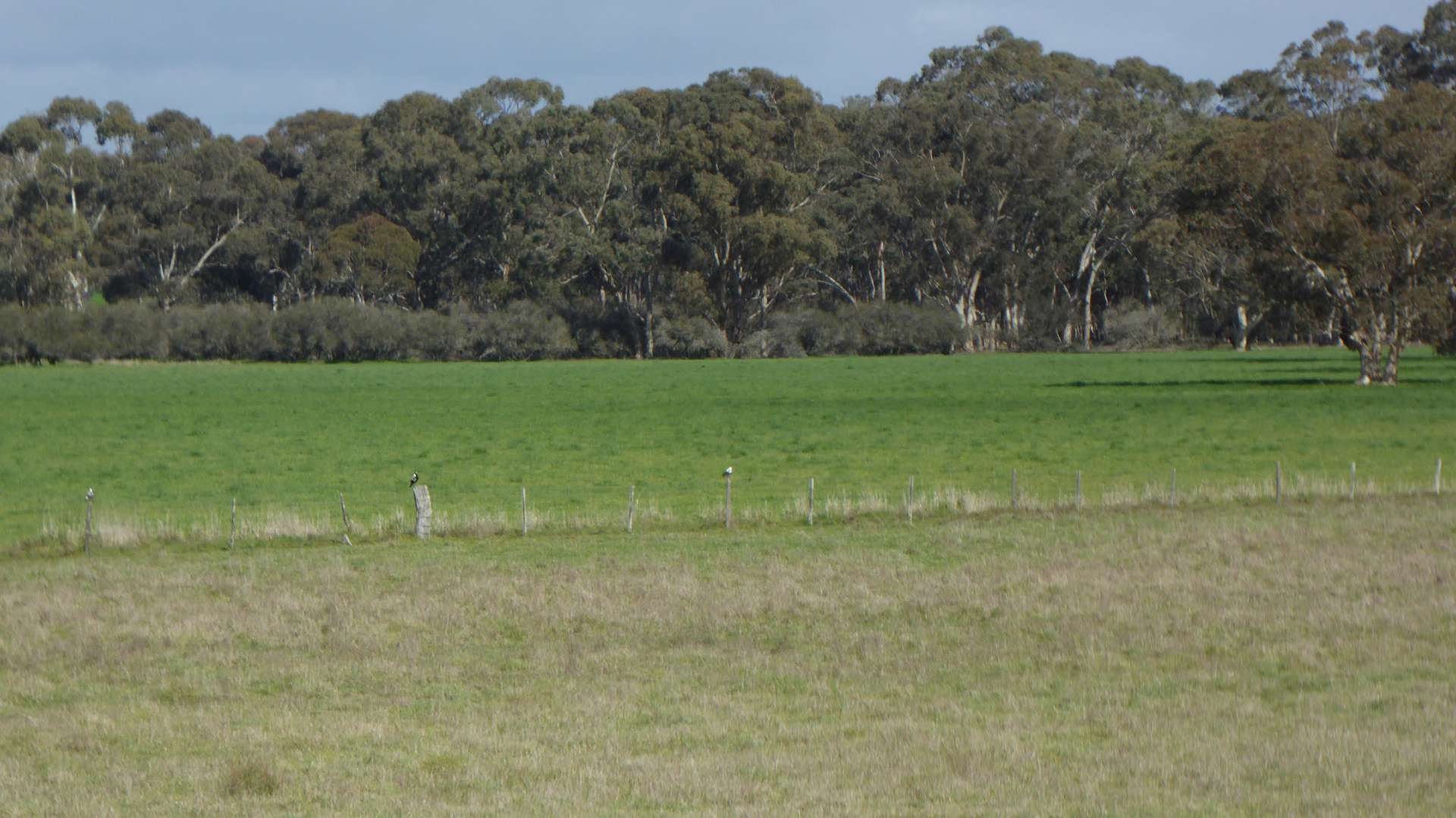 Lot 83 & 89 Walkington HIlls Road, Cadgee For Sale by Farmbuy.com - image 27
