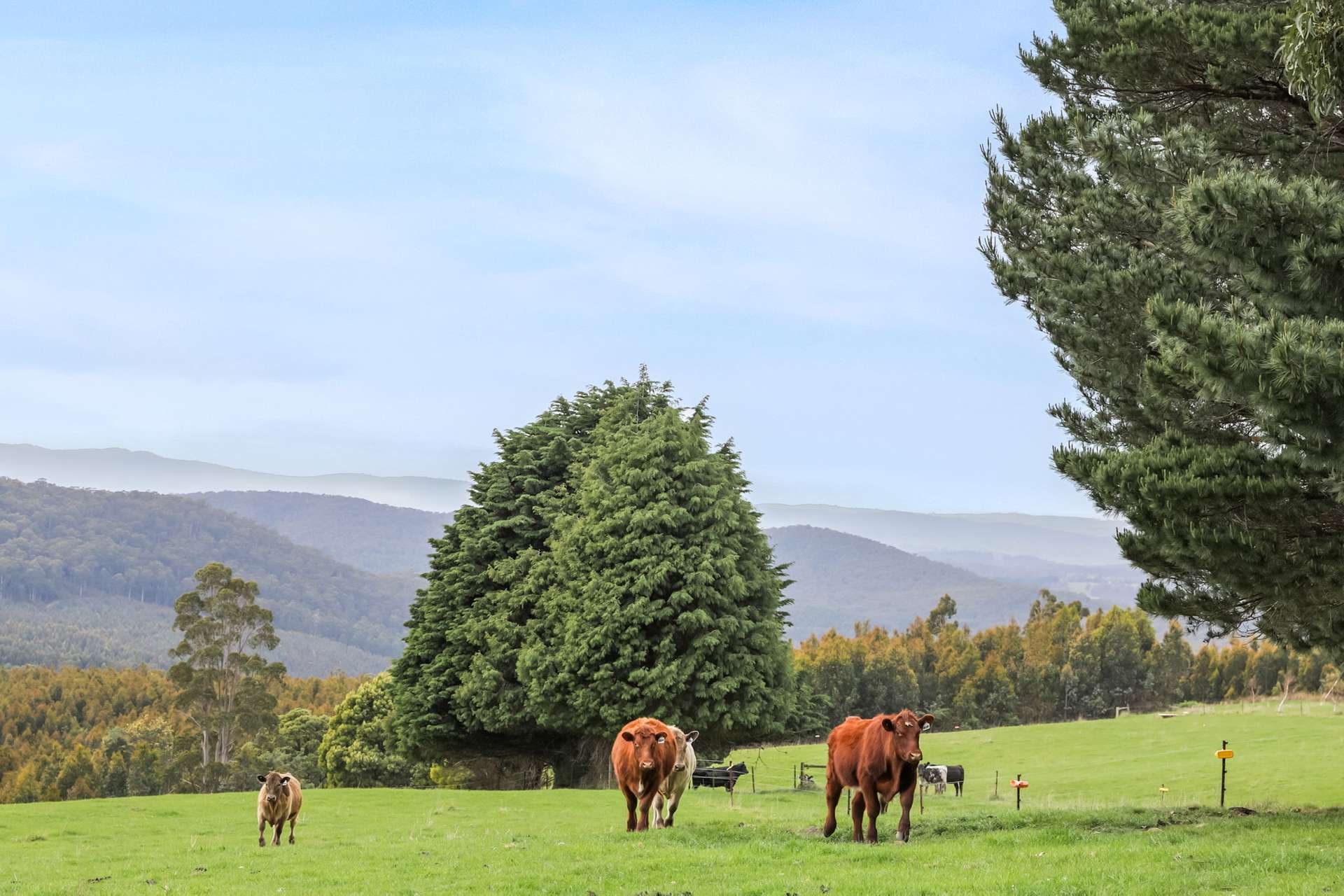 231 Settlement Road, Flowery Gully For Sale by Farmbuy.com - image 31