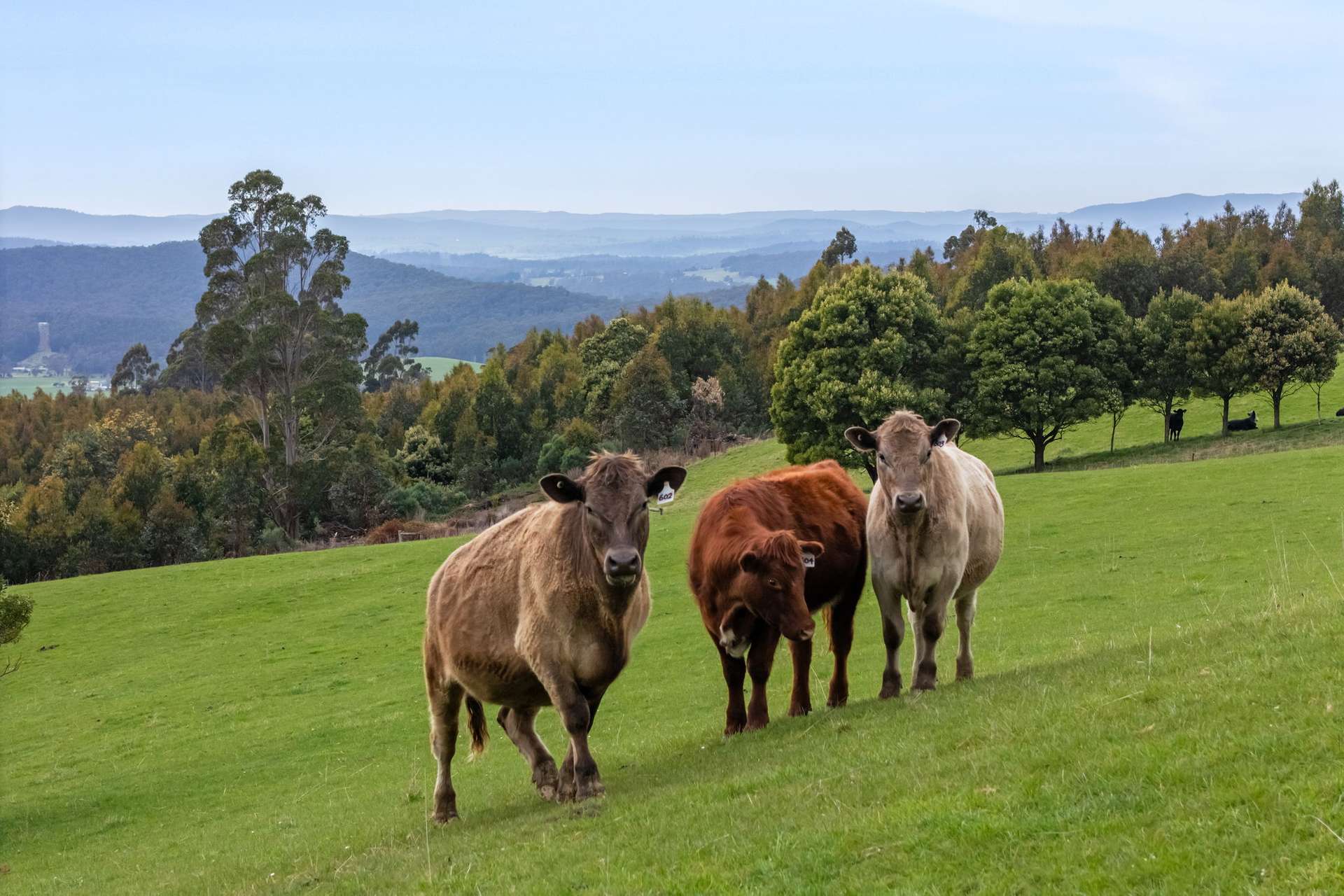231 Settlement Road, Flowery Gully For Sale by Farmbuy.com - image 2