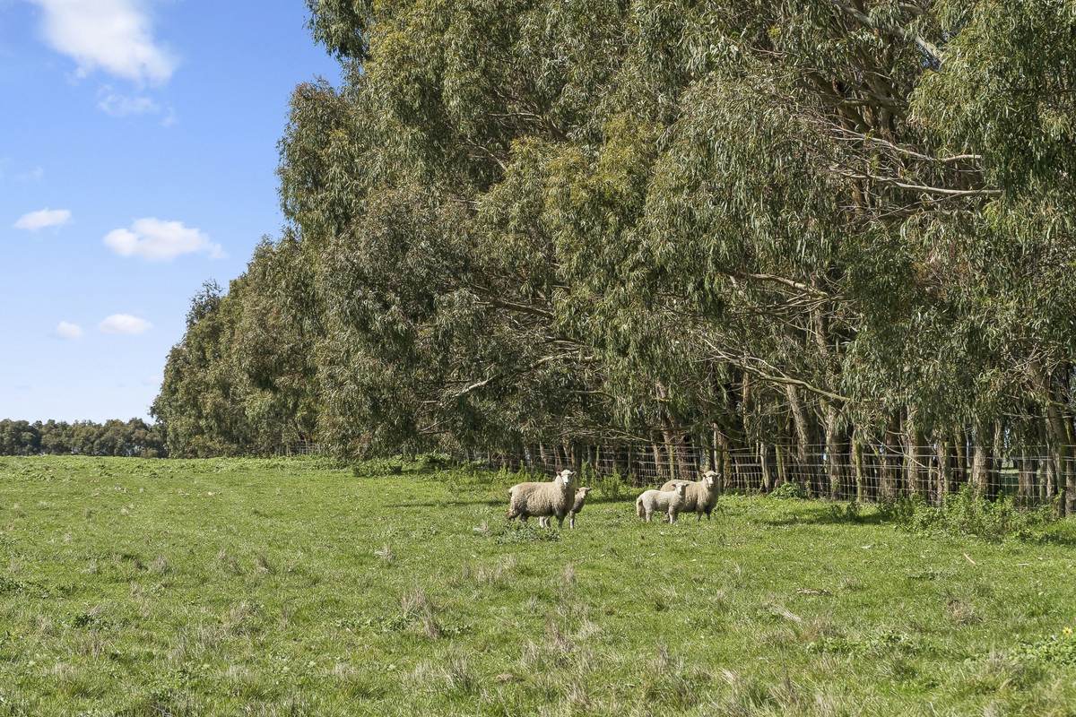 Browns Road, Timboon For Sale by Farmbuy.com - image 10