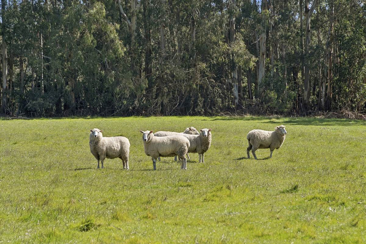 Browns Road, Timboon For Sale by Farmbuy.com - image 8