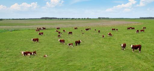 Farm For Sale - VIC - Mortlake - 3272 - Notable Cattle Country – Longstanding Family Ownership 