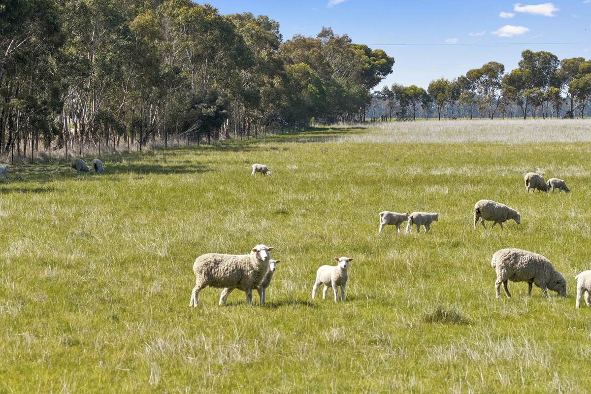 Armytage Road, Winchelsea For Sale by Farmbuy.com - image 10