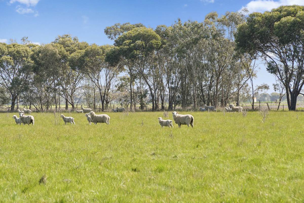 Armytage Road, Winchelsea For Sale by Farmbuy.com - image 5