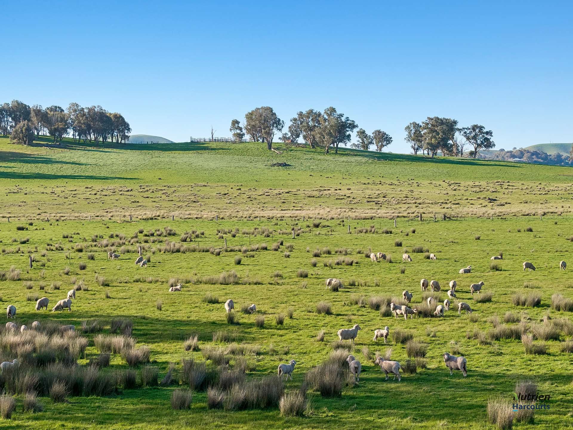 Lot 36 Hartridge Rd, Molyullah For Sale by Farmbuy.com - image 13