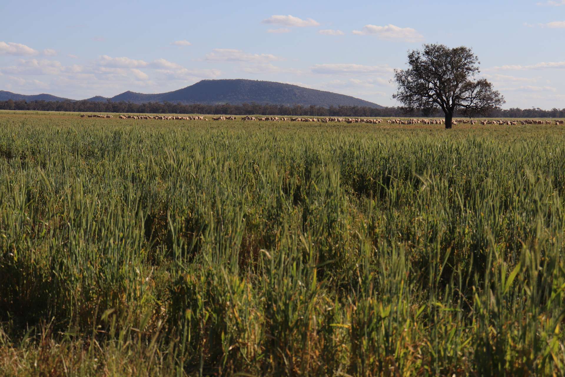 578 Shannahans Road, Forbes For Sale by Farmbuy.com - image 26