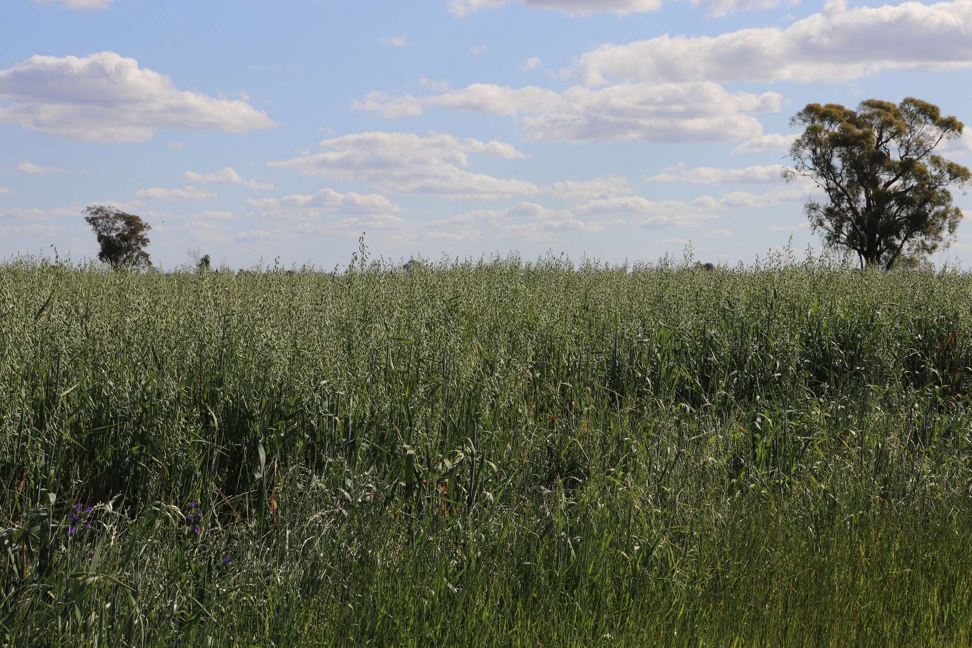 578 Shannahans Road, Forbes For Sale by Farmbuy.com - image 2