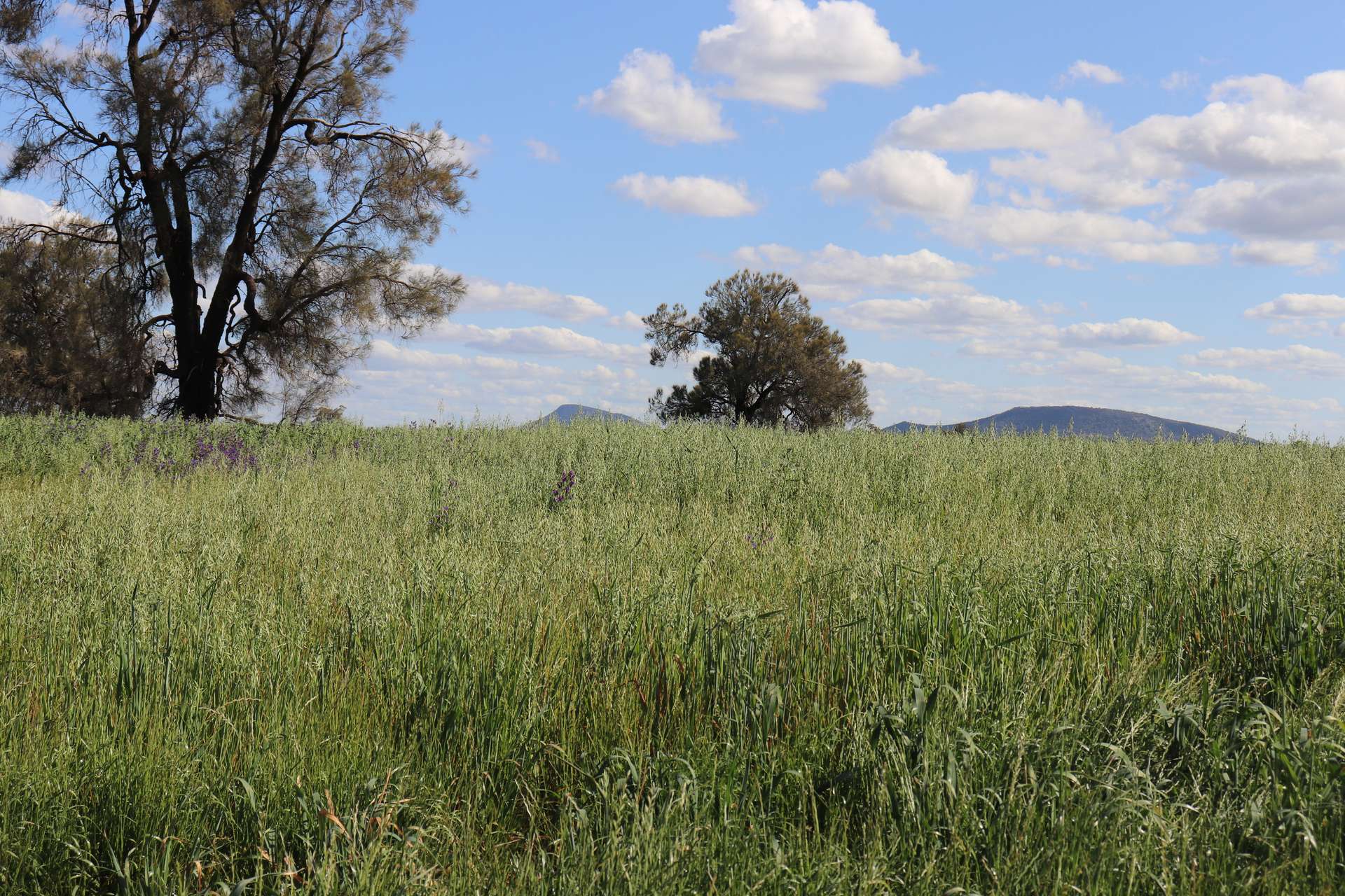 578 Shannahans Road, Forbes For Sale by Farmbuy.com - image 24